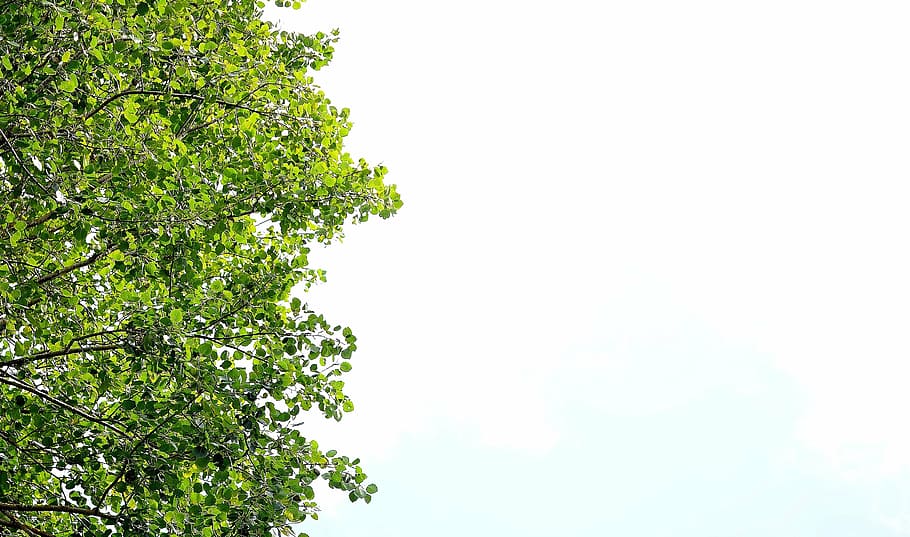 leaf, green leaf, nature, winter leaf, vegetable, big leaf HD wallpaper