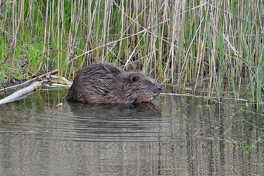 beaver, waters, reed, lake, animal wildlife, animal themes HD wallpaper