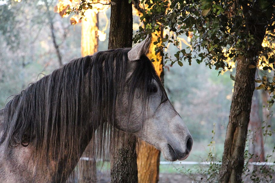 gray and black horse near post, arabic, head, forest, horse had HD wallpaper