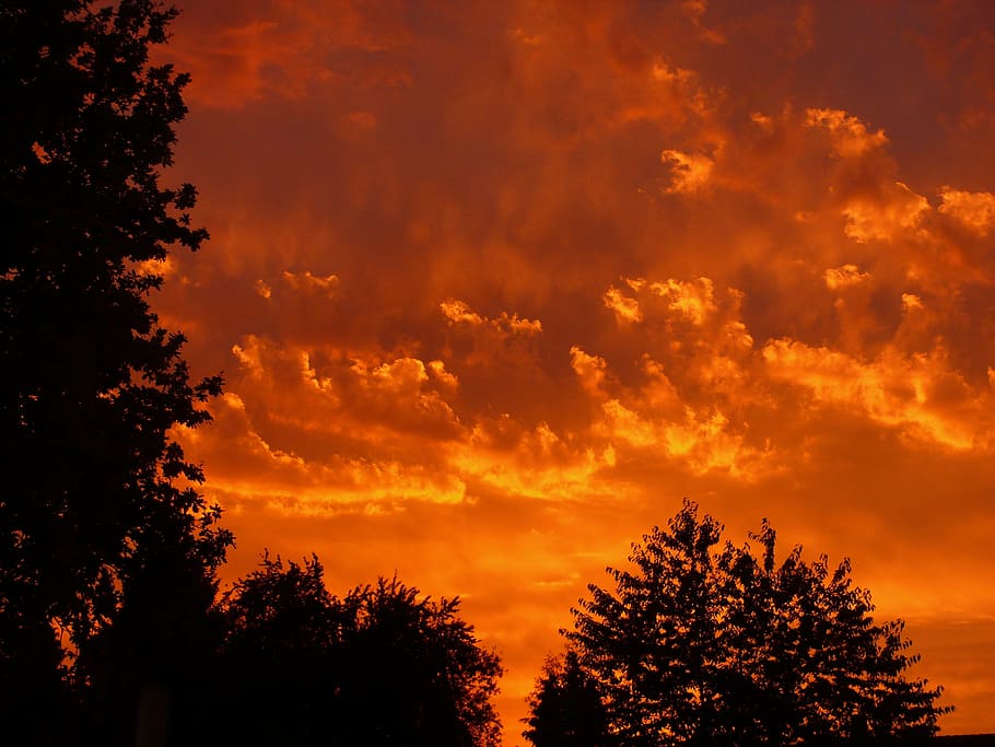 silhouette photography of trees, sunset, red, clouds, sky, evening HD wallpaper