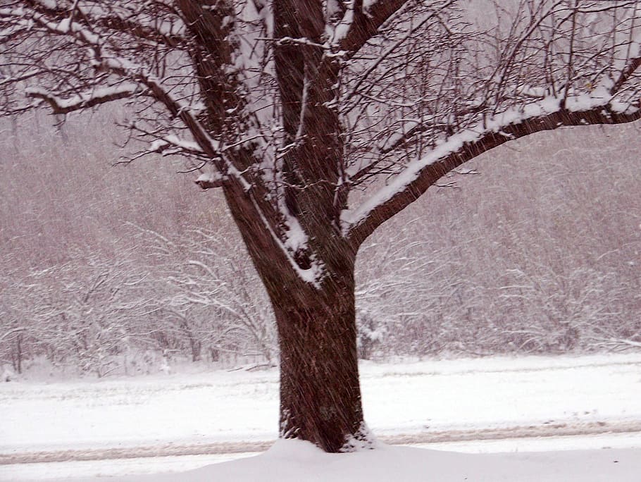 Snow, Trees, Christmas, Xmas, Winter, cold, frost, forest, snowy HD wallpaper