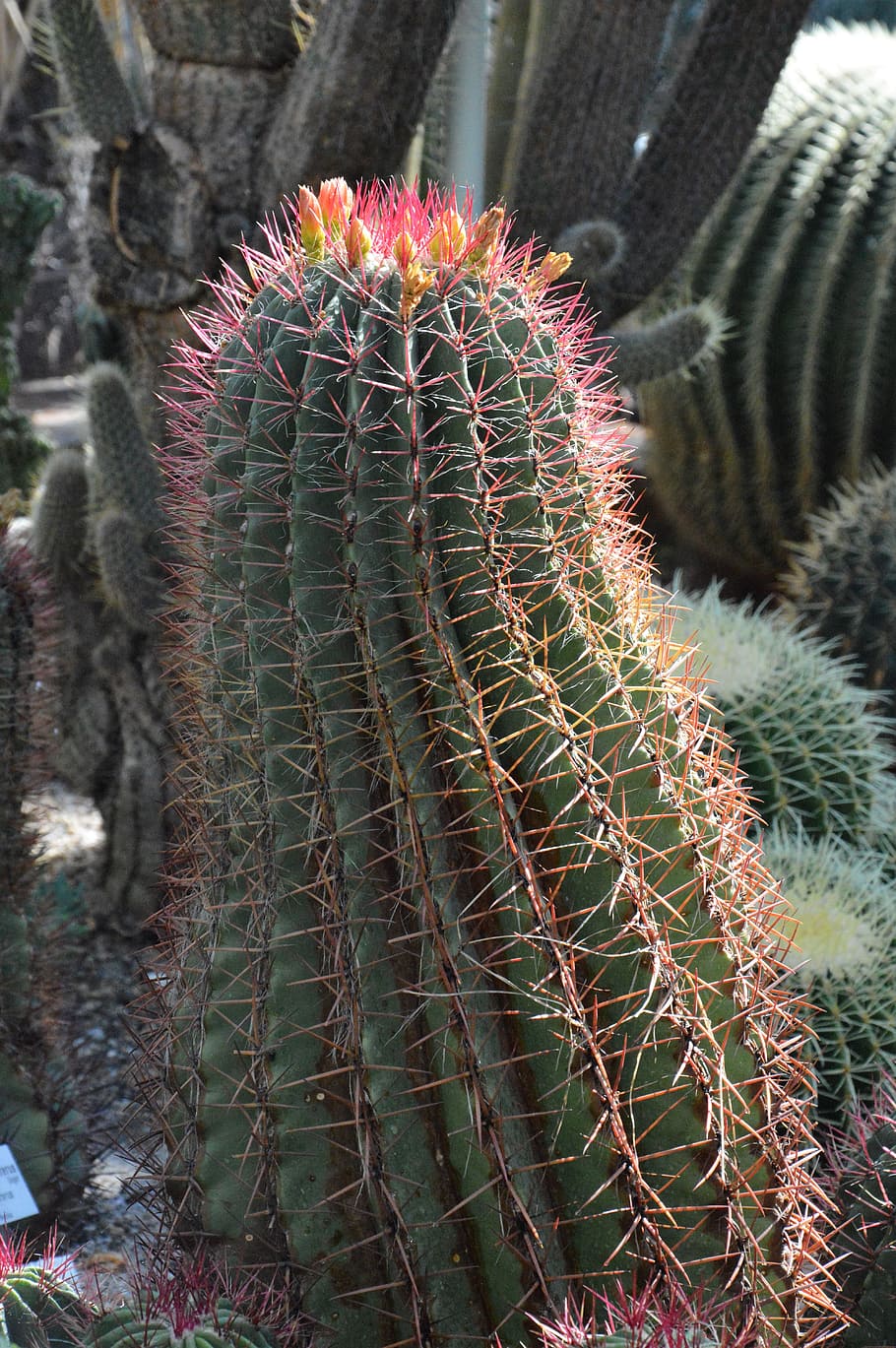 cactus, spur, green, prickly, plant, thorns, nature, pointed HD wallpaper