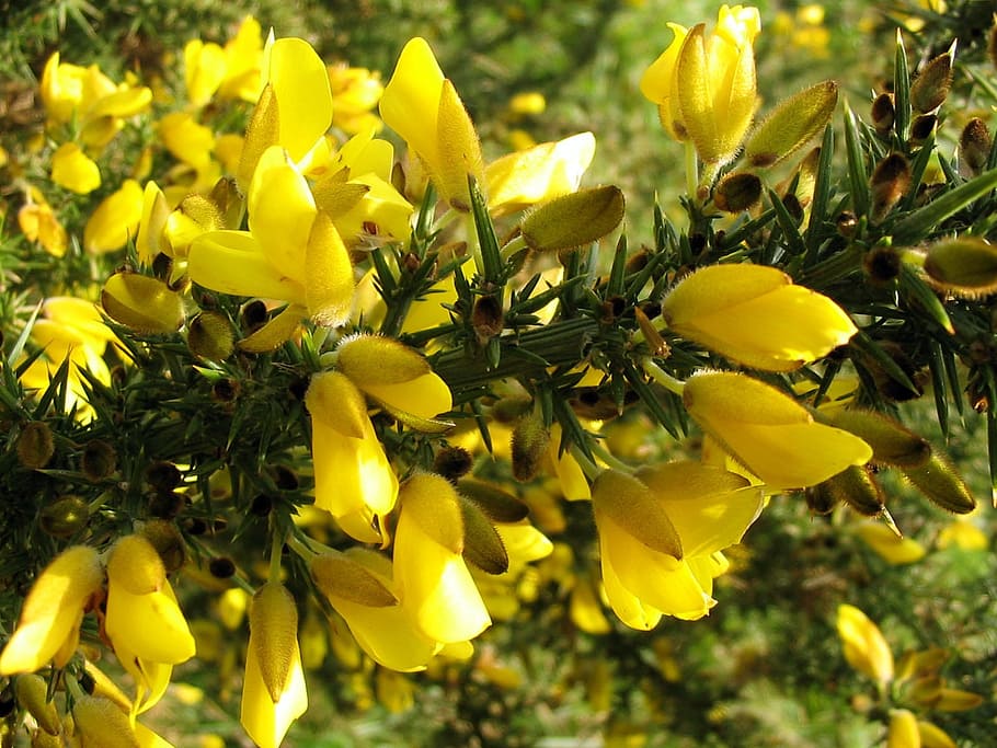 gorse, bush, flower, heath, yellow, green, flowering, color HD wallpaper