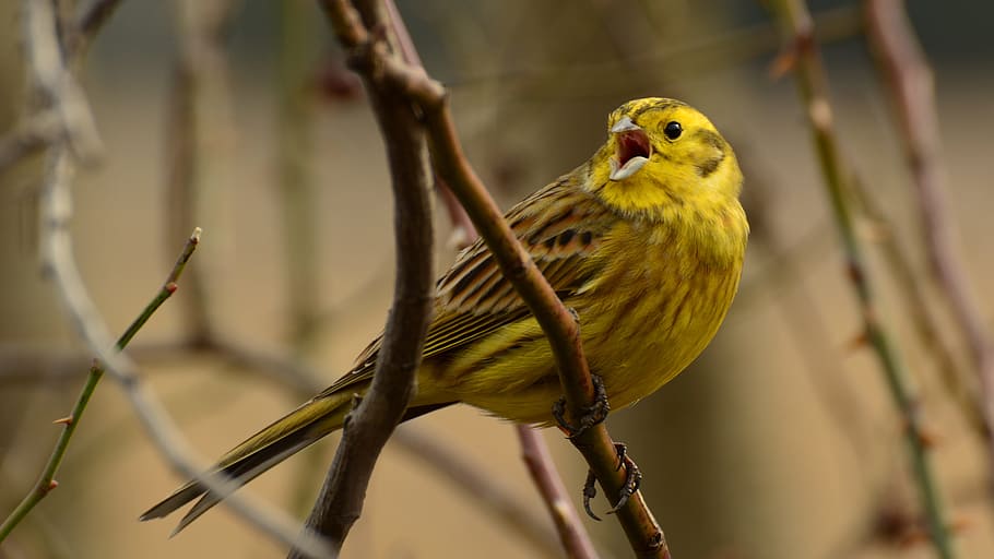 beautiful, is colored, oatmeal, animal themes, bird, vertebrate HD wallpaper