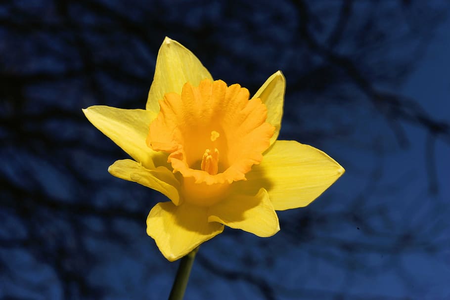 narcissus, daffodil, yellow, spring, blossom, bloom, flower HD wallpaper