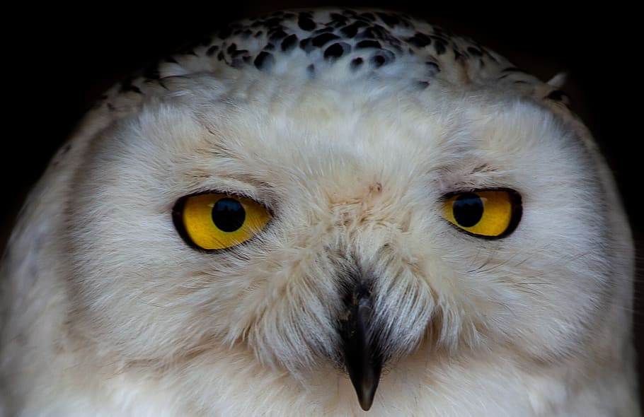 HD wallpaper: white owl, raptor, yellow eyes, snowy owl, bird, animal ...