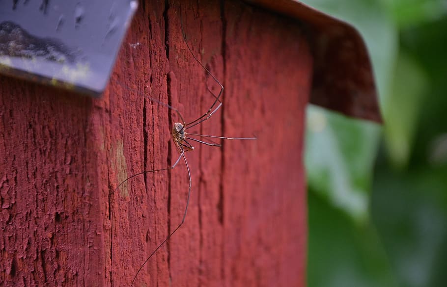 spider, animal, insect, macro, scary, invertebrate, animals in the wild HD wallpaper
