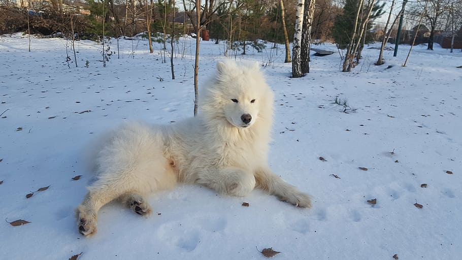 samoyed, winter, dog, cold temperature, snow, one animal, white color HD wallpaper