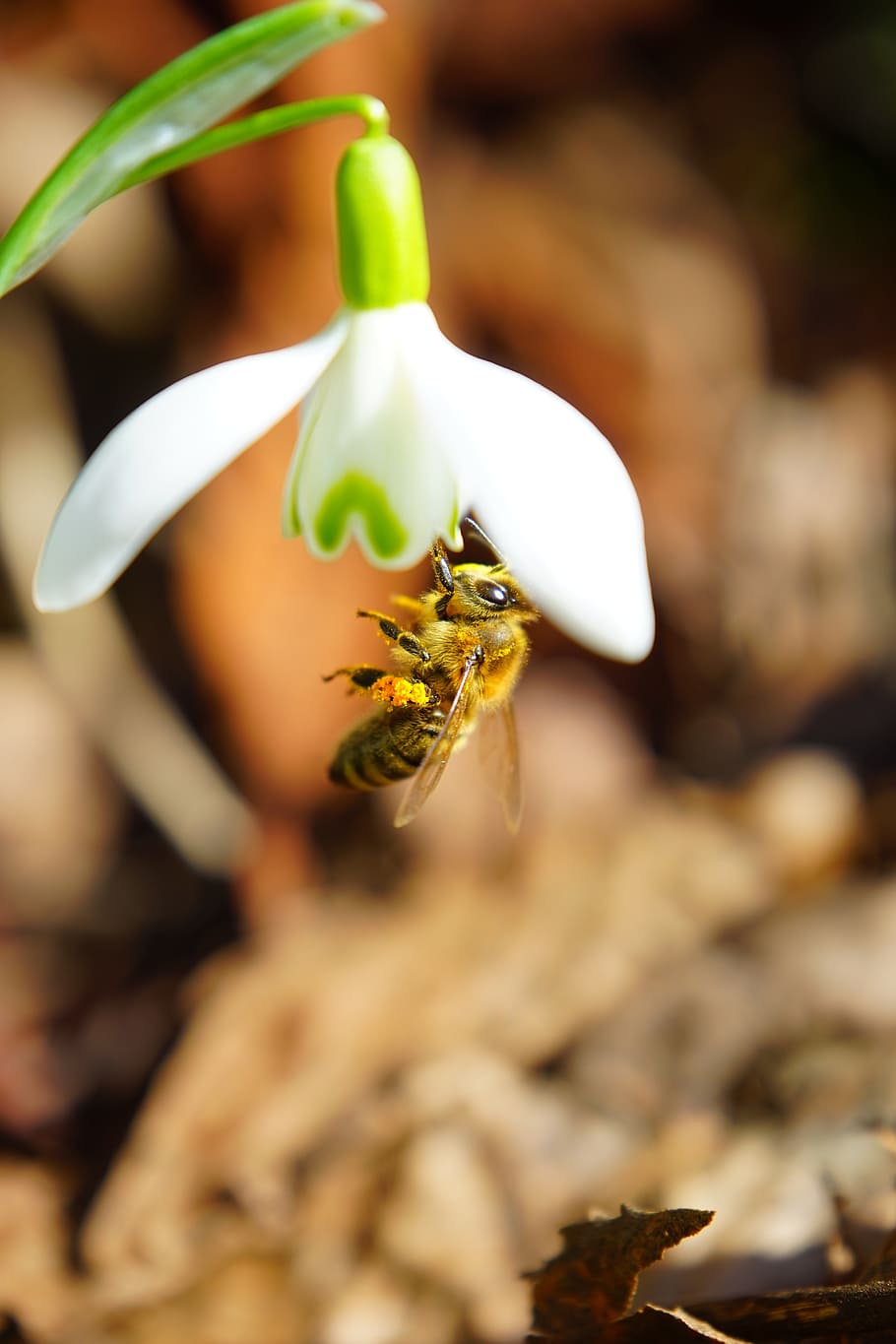 bee, pollination, honey, close, macro, snowdrop, blossom, bloom