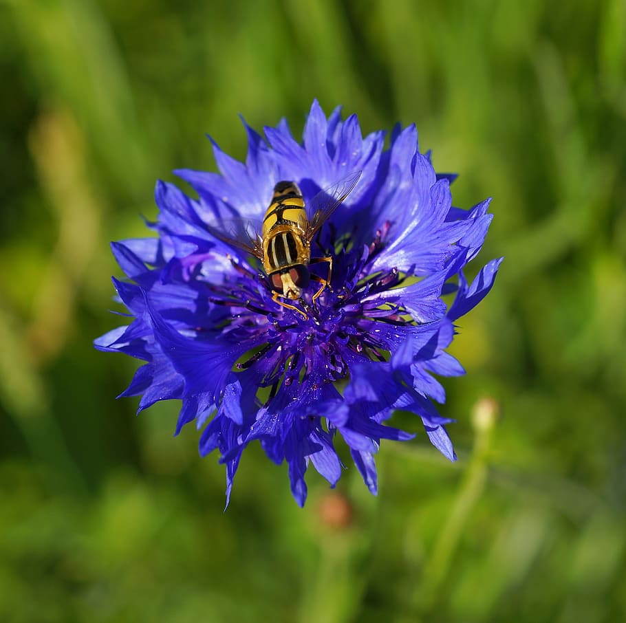 Flower, Cornflower, Blue, Blue, Blossom, Bloom, wild flower HD wallpaper