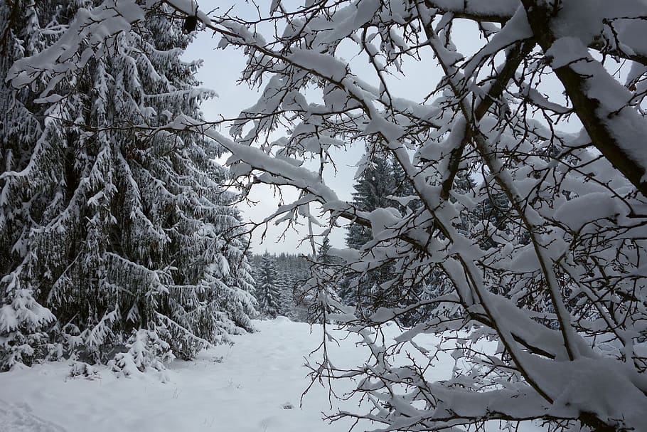 fox chewed, winter, snow, forest, wintry, cold, white, frozen HD wallpaper