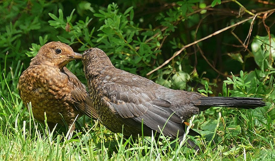 two clay thrush birds standing on green grass field, young star HD wallpaper