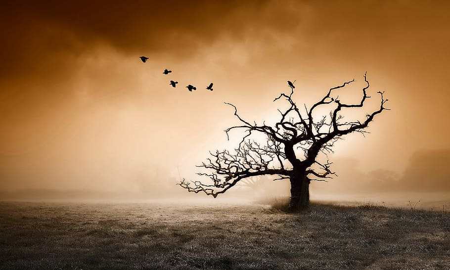 Group take off on a misty twisty day, silhouette photography of tree and birds HD wallpaper