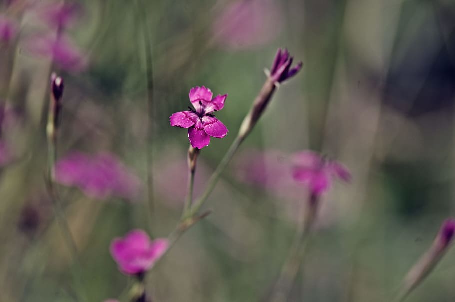 spring, flower, pink, nature, pink flowers, plant, floral, summer HD wallpaper
