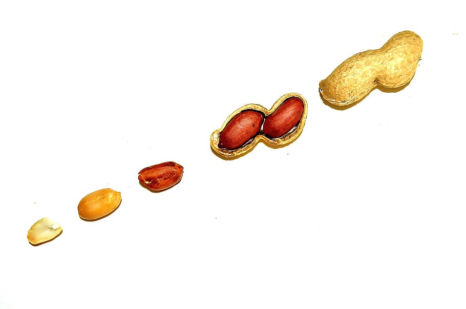 peanuts, background, shelled, peeled, food, macro, studio shot HD wallpaper