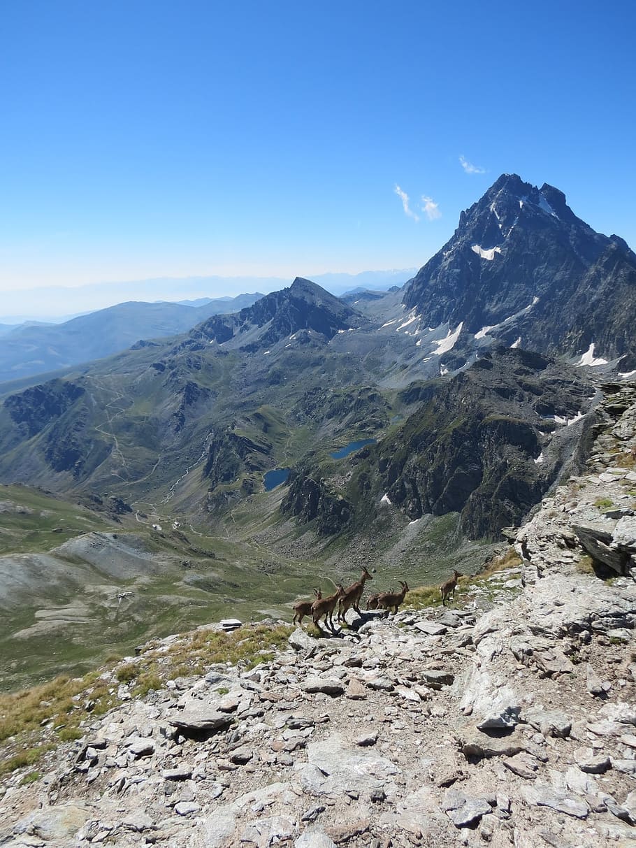 viso viso mozzo, with ibex, from the, meidassa, mountain, beauty in nature HD wallpaper