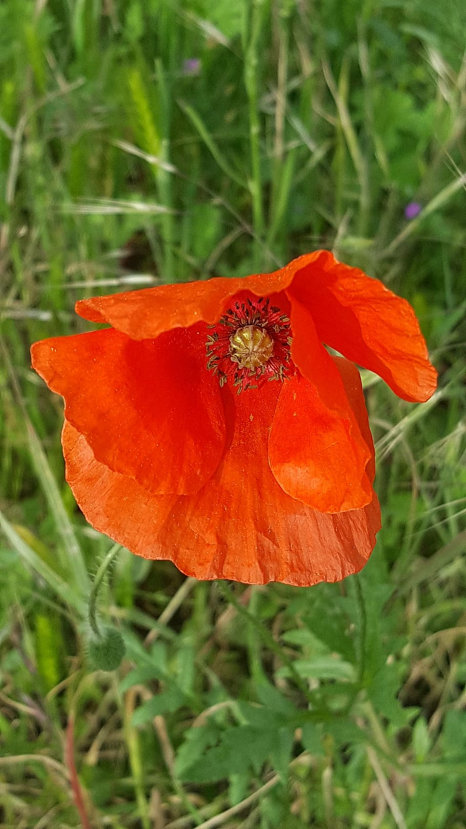 flower, mato, red, poppy, nature, plant, field, outdoors, flowering plant HD wallpaper