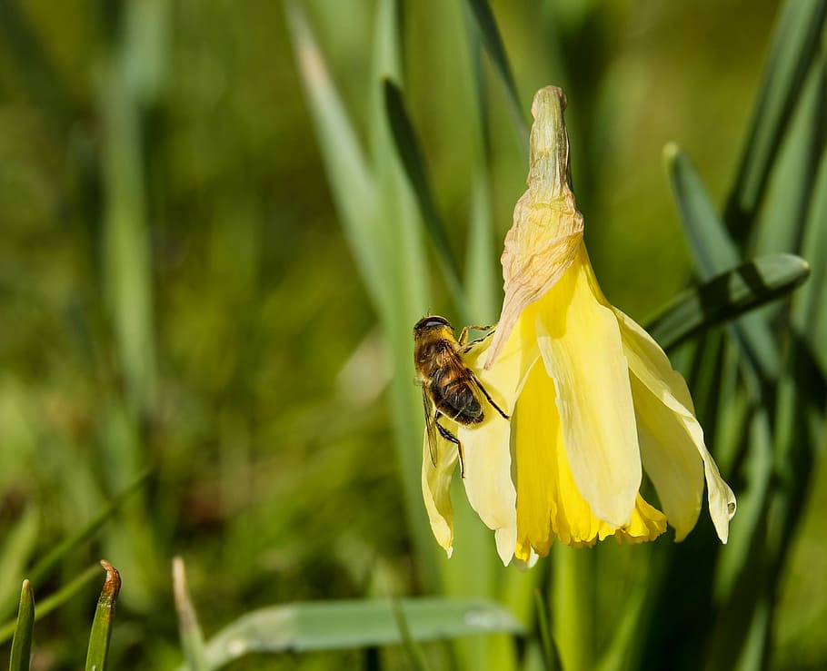 selective focus photo of honeybee perched on yellow flower at daytime HD wallpaper