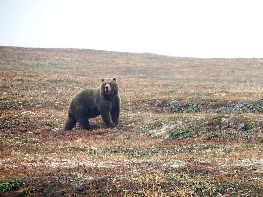 black bear on grassland, brown, predator, beast, wild animal HD wallpaper