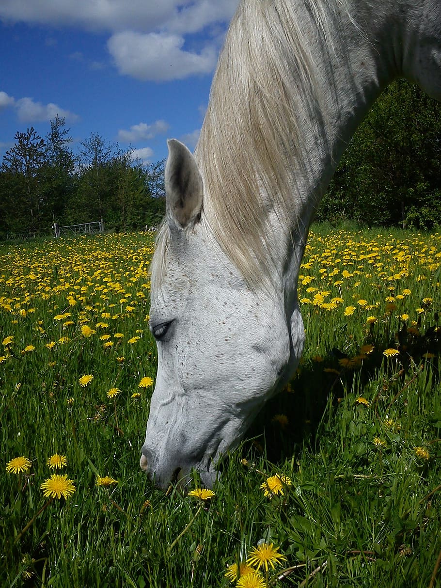 Horse, Arab, Thoroughbred, Grass, Eng, eating, dining, pasture HD wallpaper