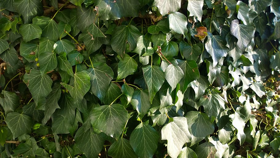 Ivy Photos, Download The BEST Free Ivy Stock Photos & HD Images