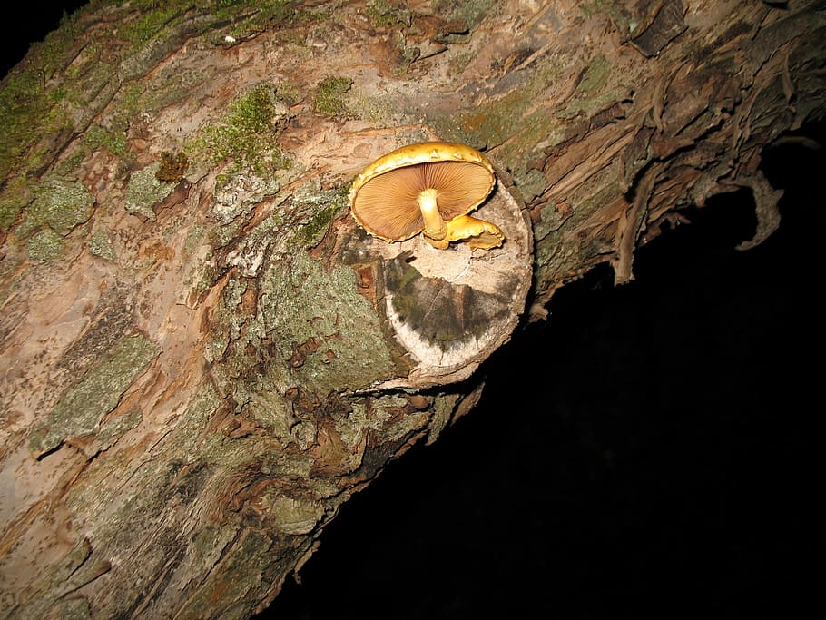 Mushroom, Nature, Tree, tree trunk, no people, wood - material HD wallpaper
