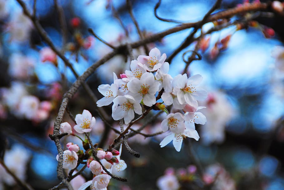 sakura, chery blossom, flowers, nature, cherry, spring, tree, HD wallpaper