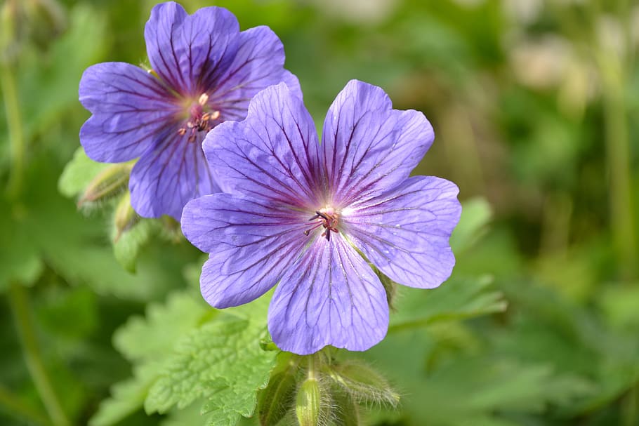 geranium, flower, blue, close-up, wild, nature, garden, green, HD wallpaper