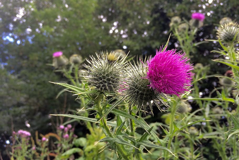 thistle, flower, purple, flowering plant, freshness, growth HD wallpaper