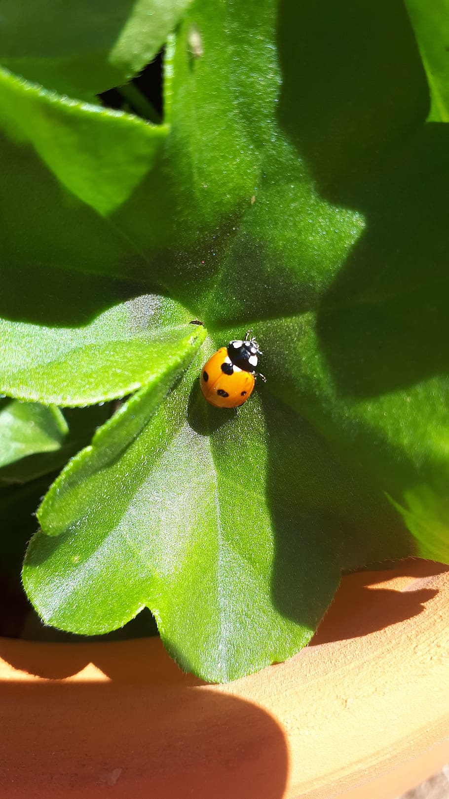 ladybug, insect, garden, leaf, nature, animal wildlife, animal themes HD wallpaper