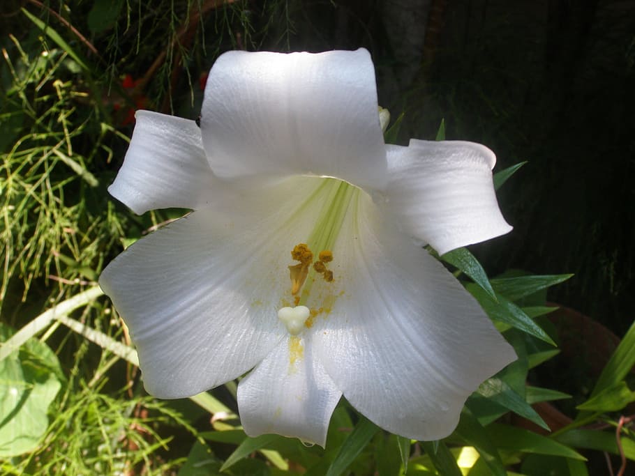lily, white, nature, flowering plant, petal, fragility, vulnerability HD wallpaper