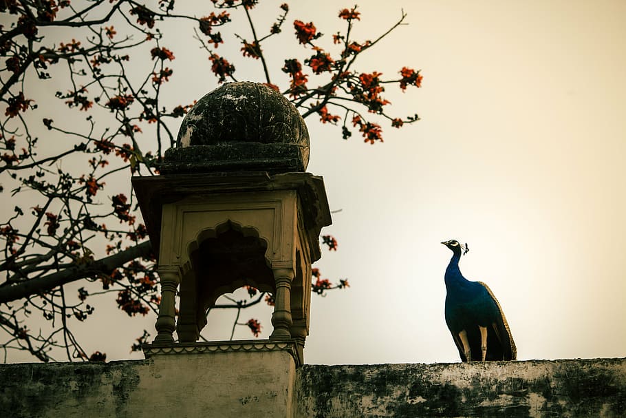 peacock, bird, nature, animal, architecture, building exterior HD wallpaper