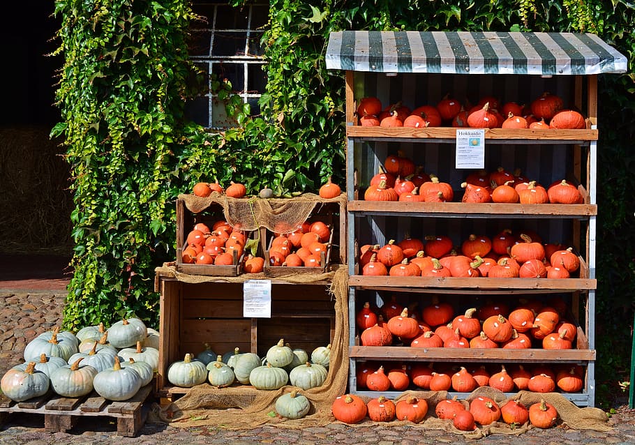 Pumpkin, Harvest Time, Sale, Decoration, benefit from, pumpkin yard cordes, HD wallpaper