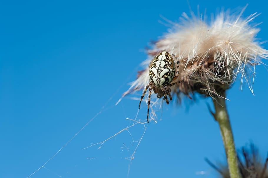 insect, macro, spider, spider's web, spiderweb, nature, dandelion HD wallpaper