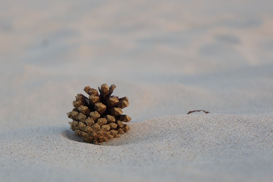 pine cone, sand, beach, no people, close-up, food and drink HD wallpaper