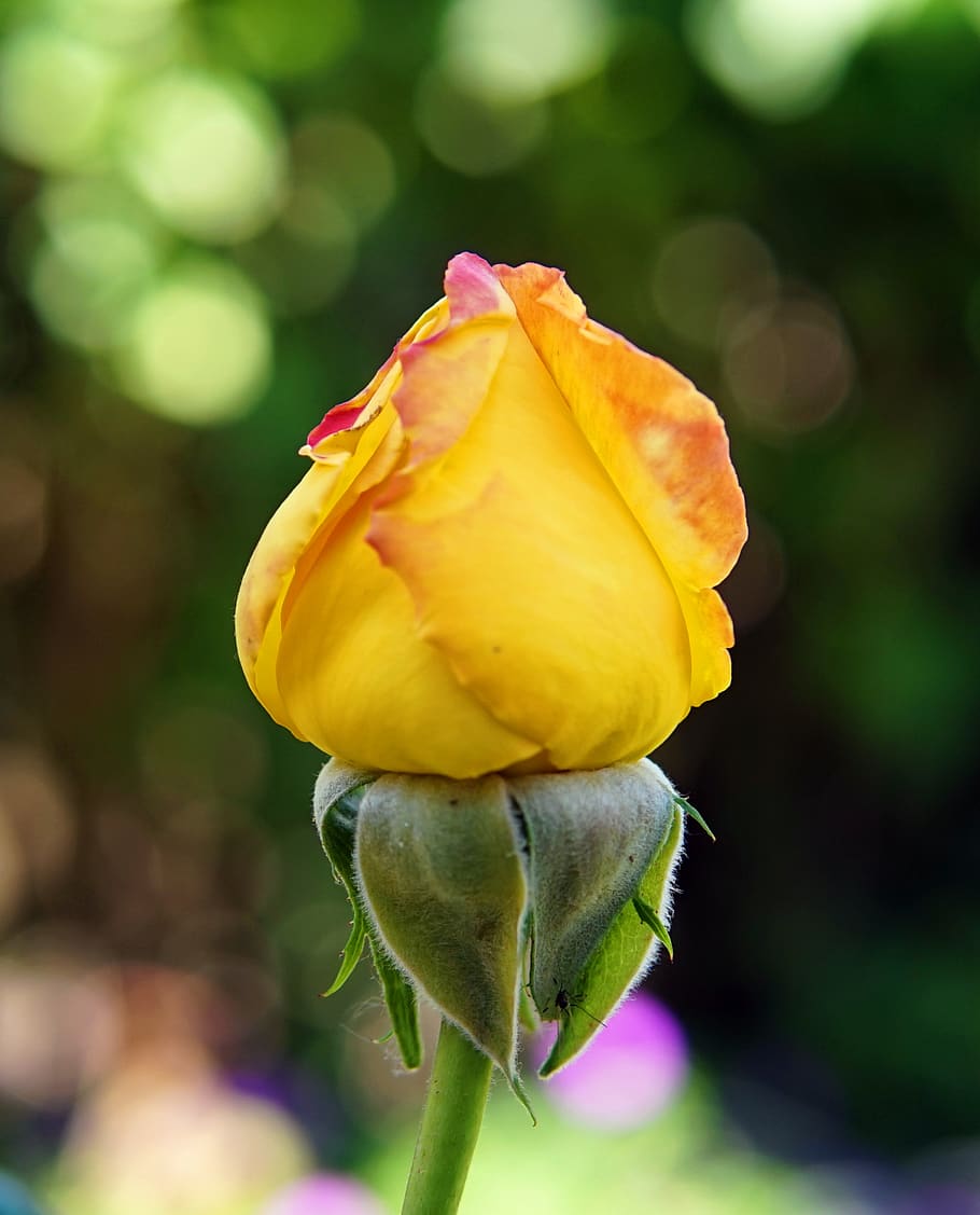 rose, yellow, rose bloom, flower, flowering plant, beauty in nature HD wallpaper