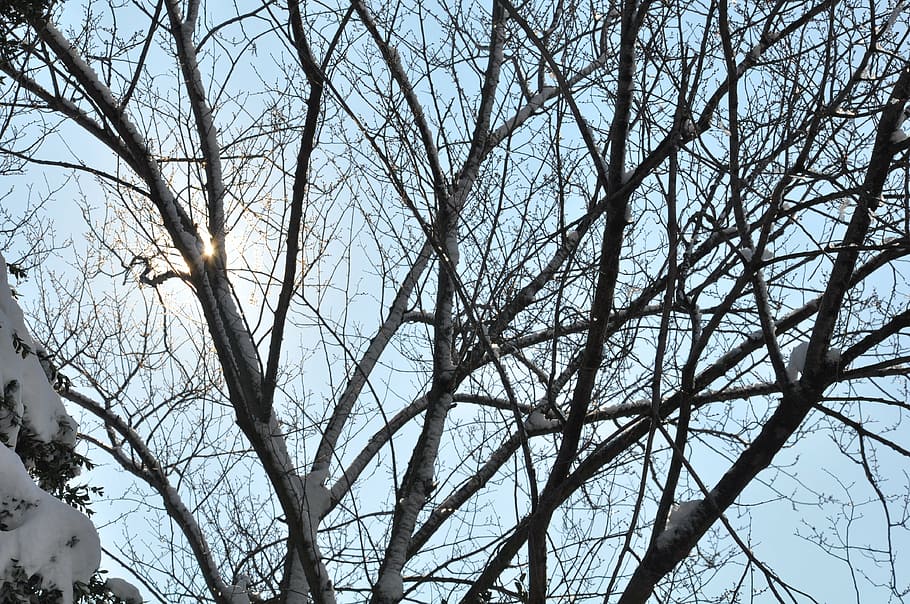 snow, cold, frozen, winter, tree, low angle view, branch, plant HD wallpaper