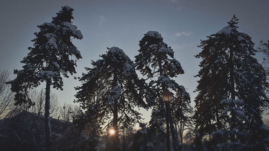 timber, landscape, winter, tree, plant, low angle view, sky HD wallpaper