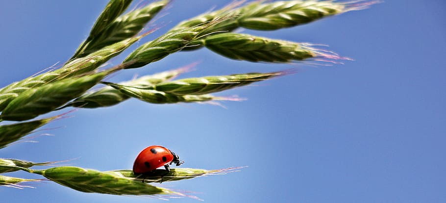 red Lady bug walking on green leaf wallpaper, ladybug, ear HD wallpaper