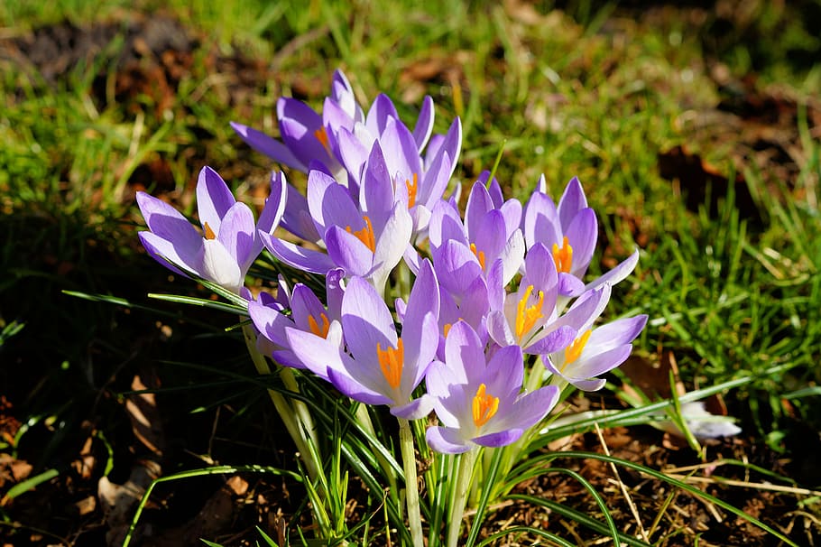 crocus, garden, friendly, sweet, spring, nature, spring crocus HD wallpaper