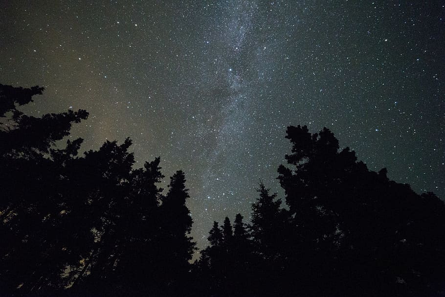 trees during night time, constellation, dark, evening, exploration HD wallpaper