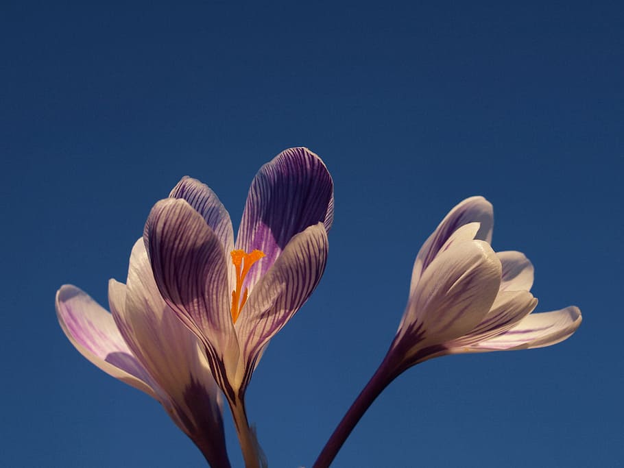 lilac, flower, crocus, wildflower, spring, springtime, floral HD wallpaper