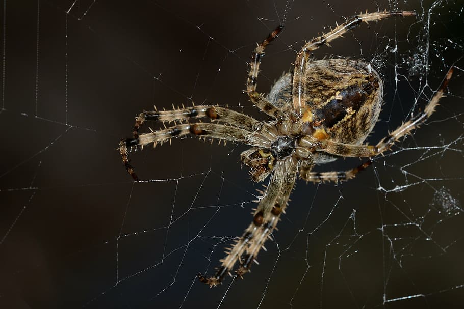 spider, macro, cobweb, network, insect, nature, close, black, HD wallpaper