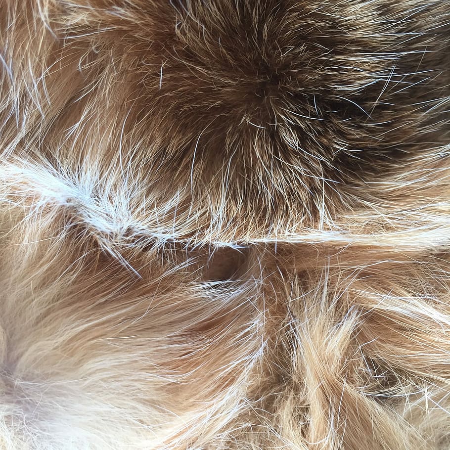 Fur, Soft, Cat, Hair, expensive, animal hair, one animal, close-up HD wallpaper