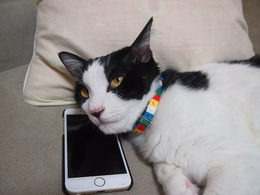 cat lying on cushion beside iPhone displaying black screen HD wallpaper