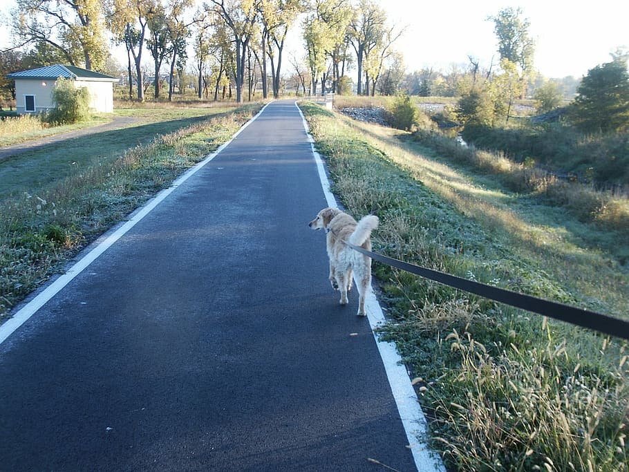 Dog, Walking, Leash, Pathway, park, outdoors, nature, road HD wallpaper