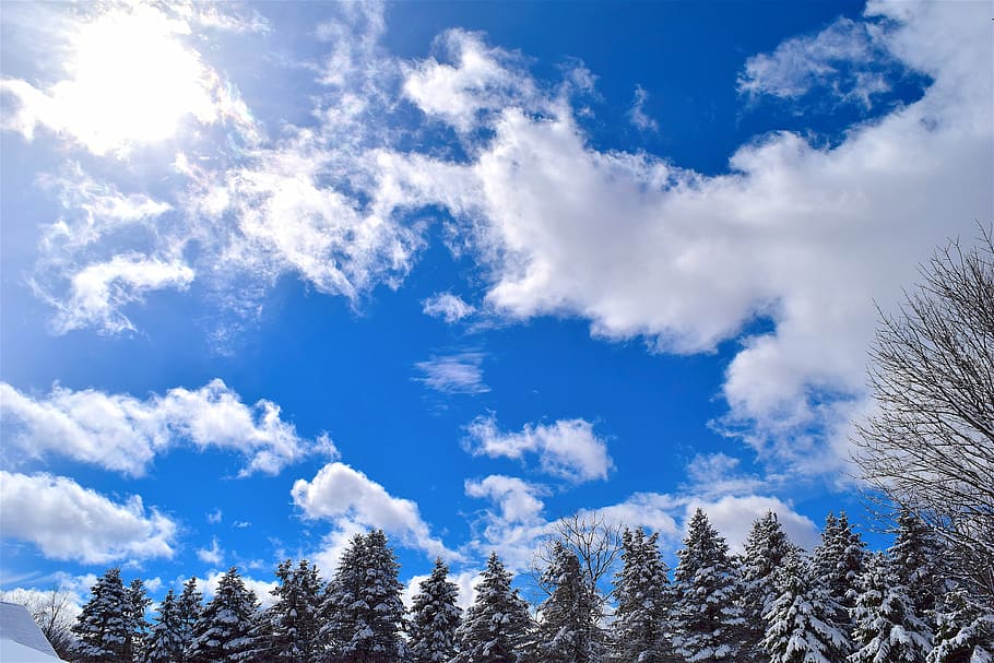 snow, trees, pine, sky, winter, season, nature, cold, landscape HD wallpaper