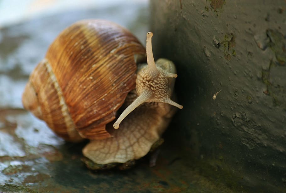 snail, shell, animal, mollusk, probe, nature, slowly, macro HD wallpaper