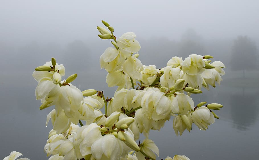 rain-wet yucca flowers, morning fog, lake, blossom, bloom, plant, HD wallpaper