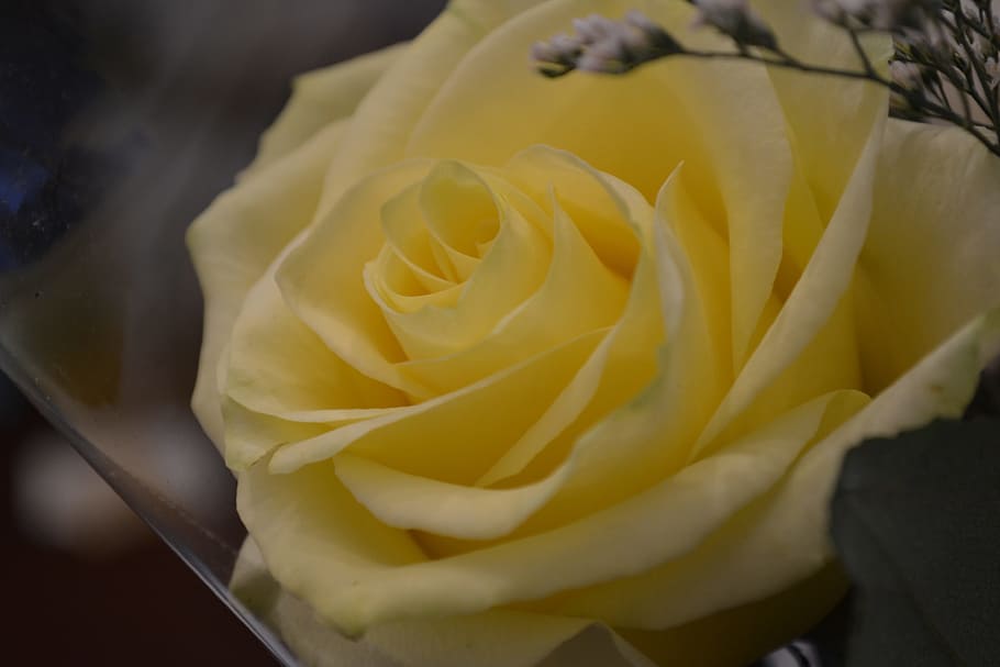 rose, yellow, love, flower, flowering plant, beauty in nature HD wallpaper